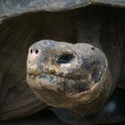 Tortue des galapagos