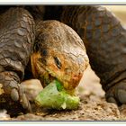 Tortue des galapagos