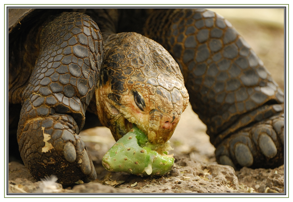 Tortue des galapagos