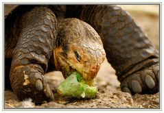 Tortue des galapagos