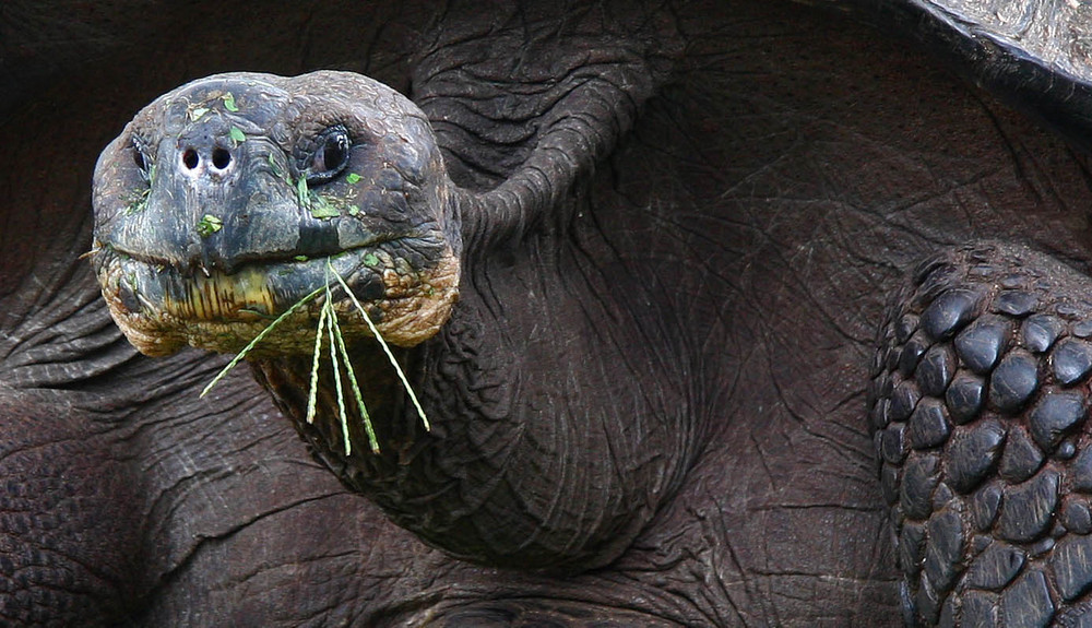 Tortue des Galapagos