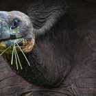 Tortue des Galapagos