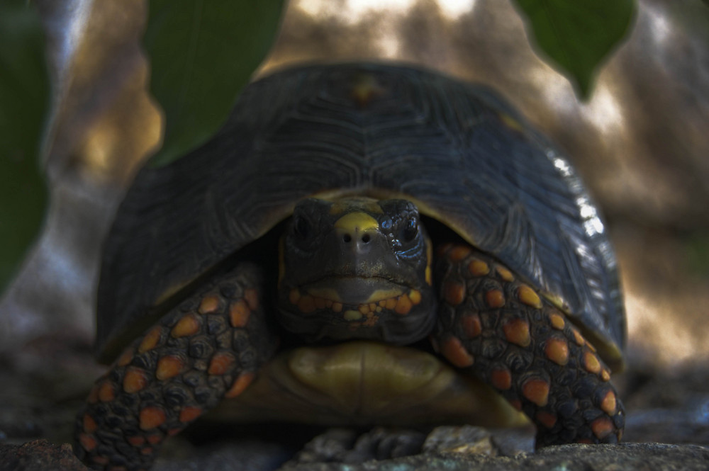 tortue des îles