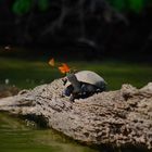 Tortue du lac Sandoval, Madre de Dios, Pérou