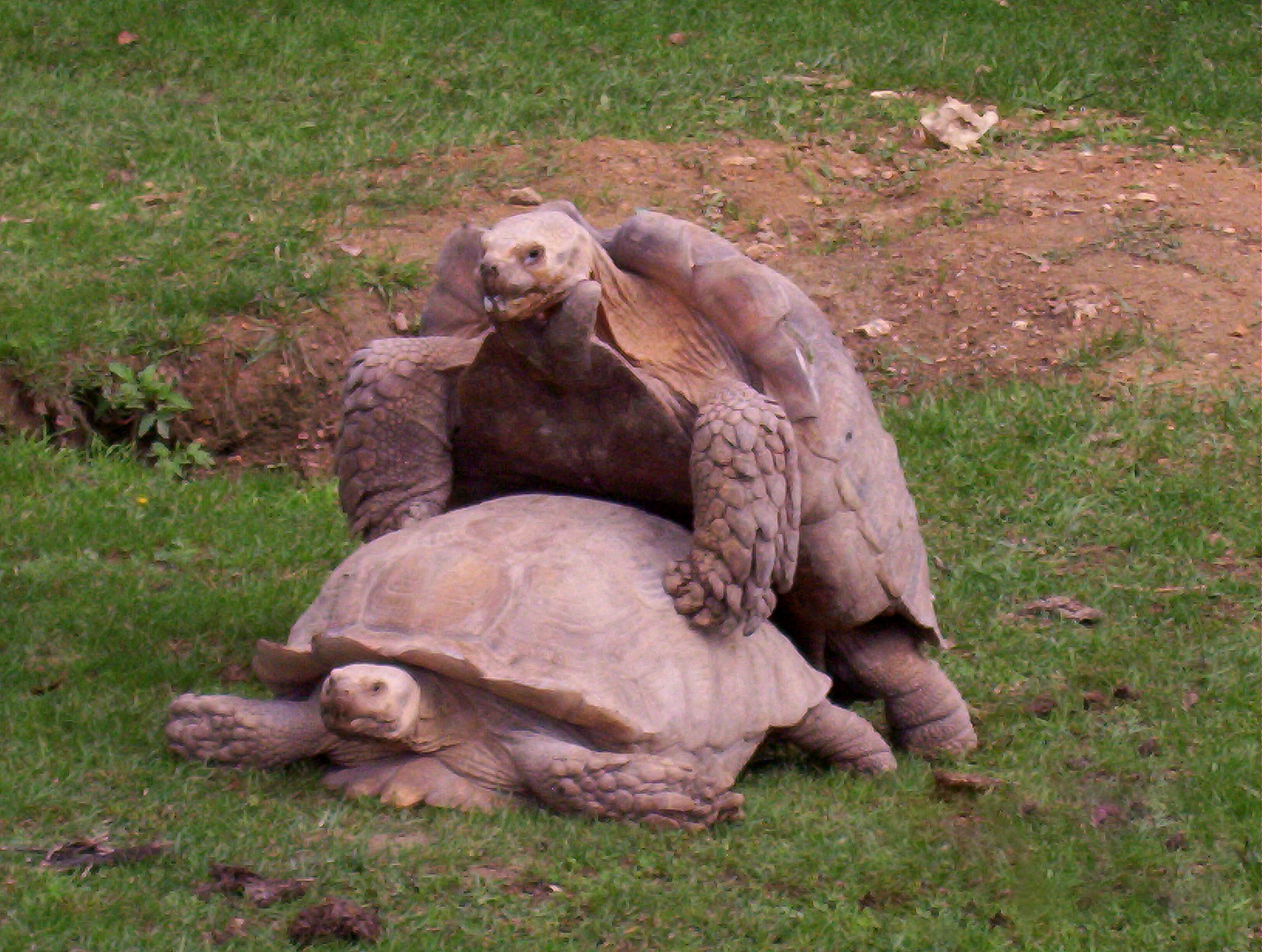 tortue géante