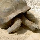 tortue geante