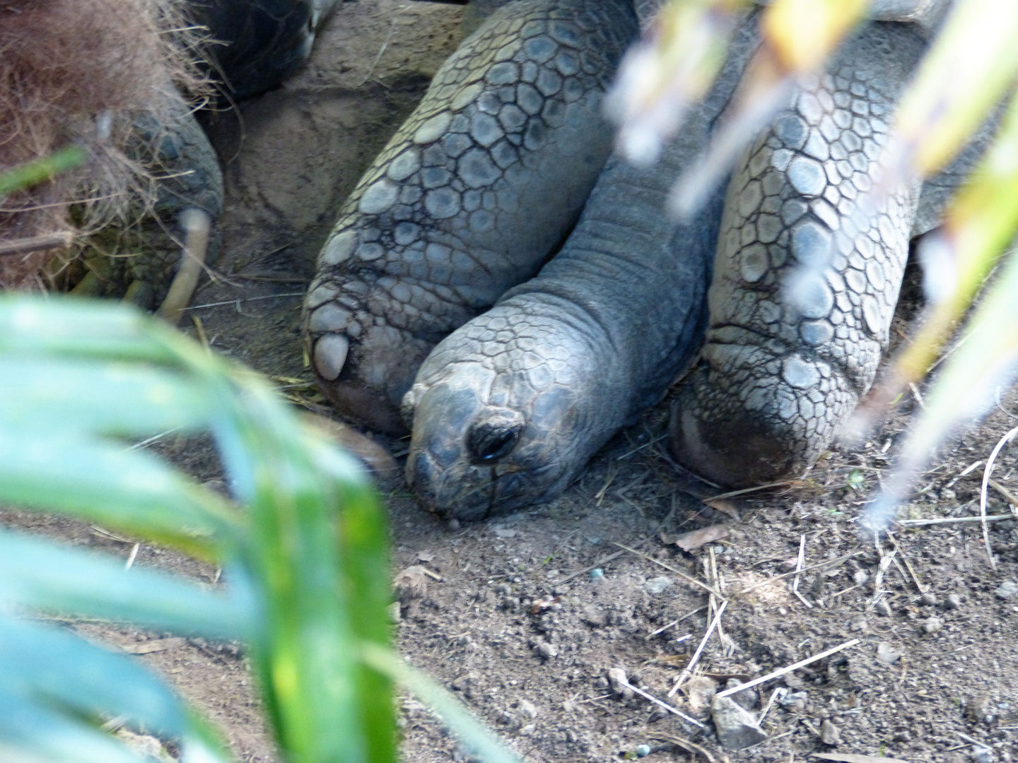 Tortue géante