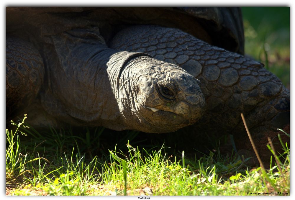 Tortue Geante des Seychelles