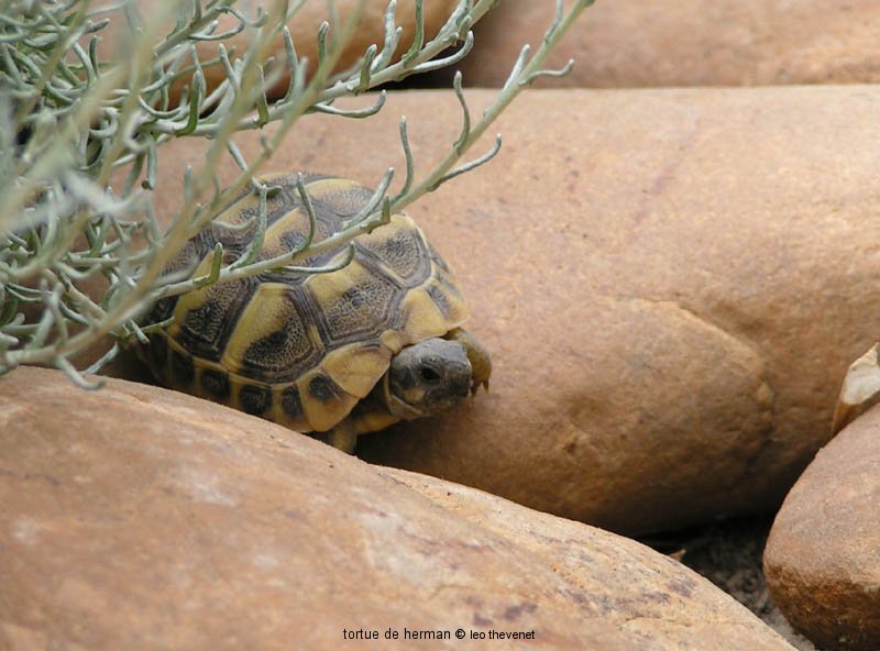 tortue herman