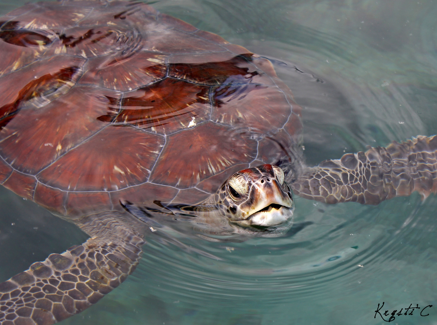 Tortue Marine