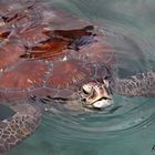 Tortue Marine