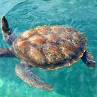 Tortue marine à Saint-Leu sur l'île de la Réunion (94)