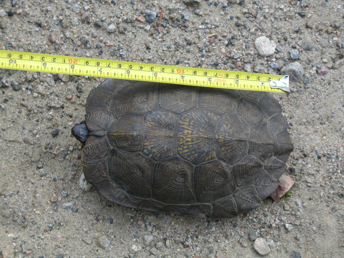 Tortue Mauricie