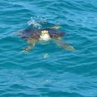 tortue nageant près du bateau