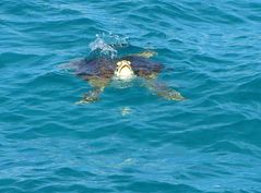 tortue nageant près du bateau