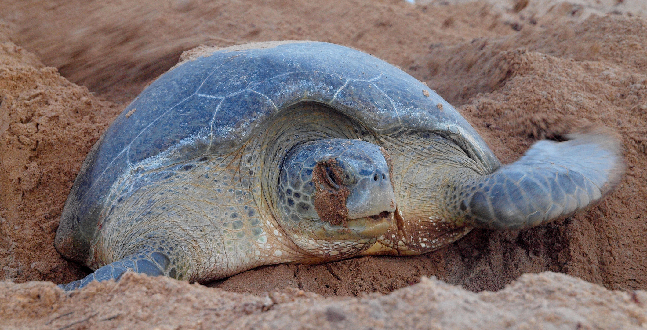 tortue olive en ponte en guyane