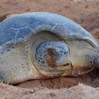 tortue olive en ponte en guyane