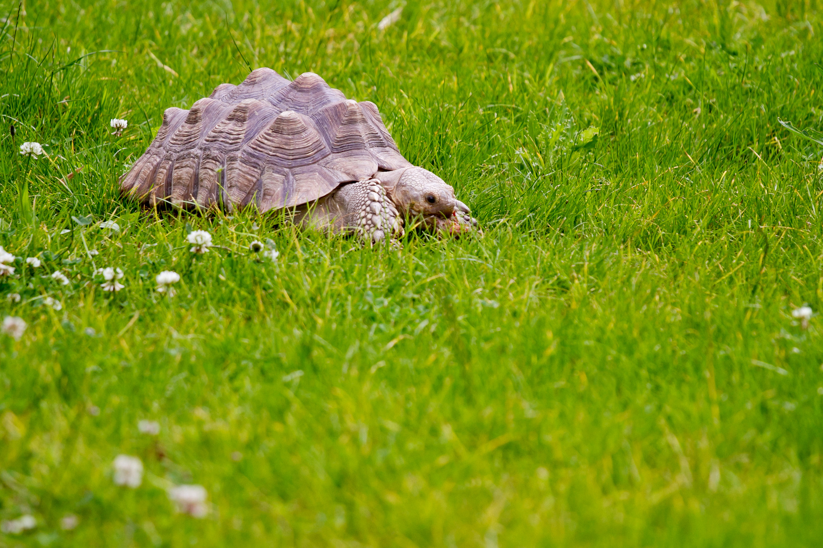 tortue pas ninja