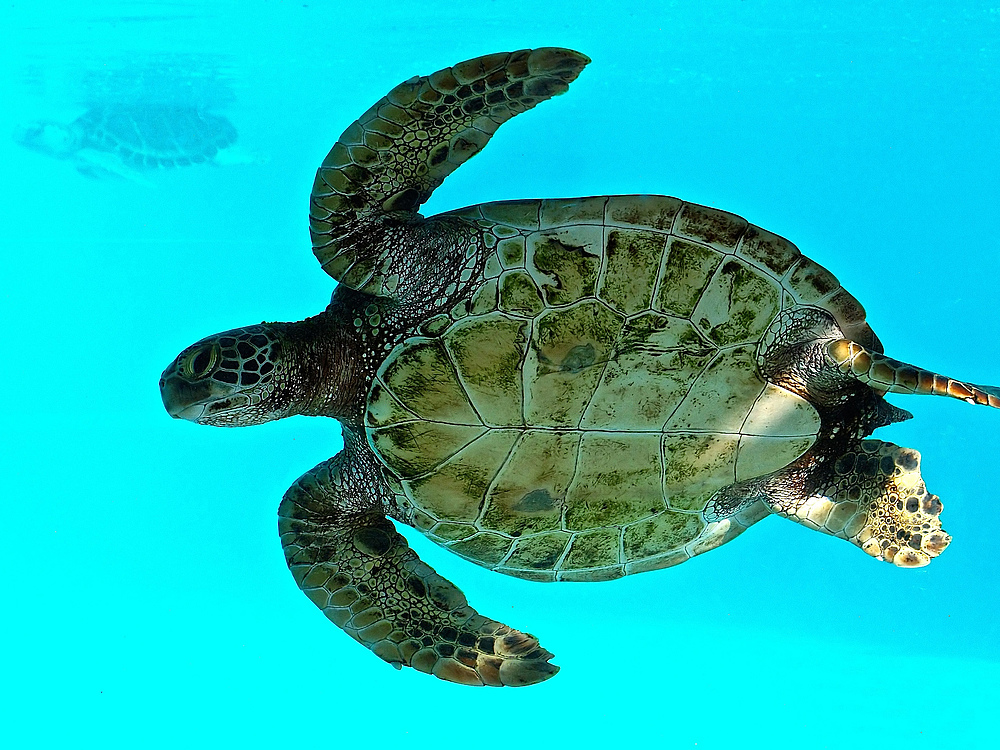 Tortue verte (Chelonia mydas) à l’aquarium des lagons à Nouméa