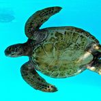 Tortue verte (Chelonia mydas) à l’aquarium des lagons à Nouméa