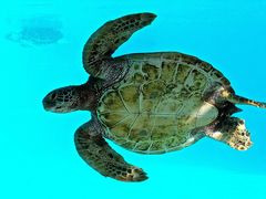 Tortue verte (Chelonia mydas) à l’aquarium des lagons à Nouméa