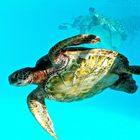 Tortue verte (Chelonia mydas) à l’aquarium des lagons à Nouméa