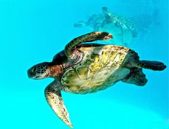 Tortue verte (Chelonia mydas) à l’aquarium des lagons à Nouméa