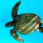 Tortue verte (Chelonia mydas) Photographiée à l’aquarium des lagons à Nouméa