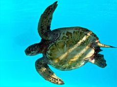 Tortue verte (Chelonia mydas) Photographiée à l’aquarium des lagons à Nouméa