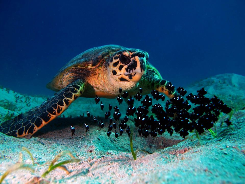 TORTUES D EGYPTE MARSA ALAM