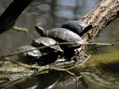 Tortues de florides.