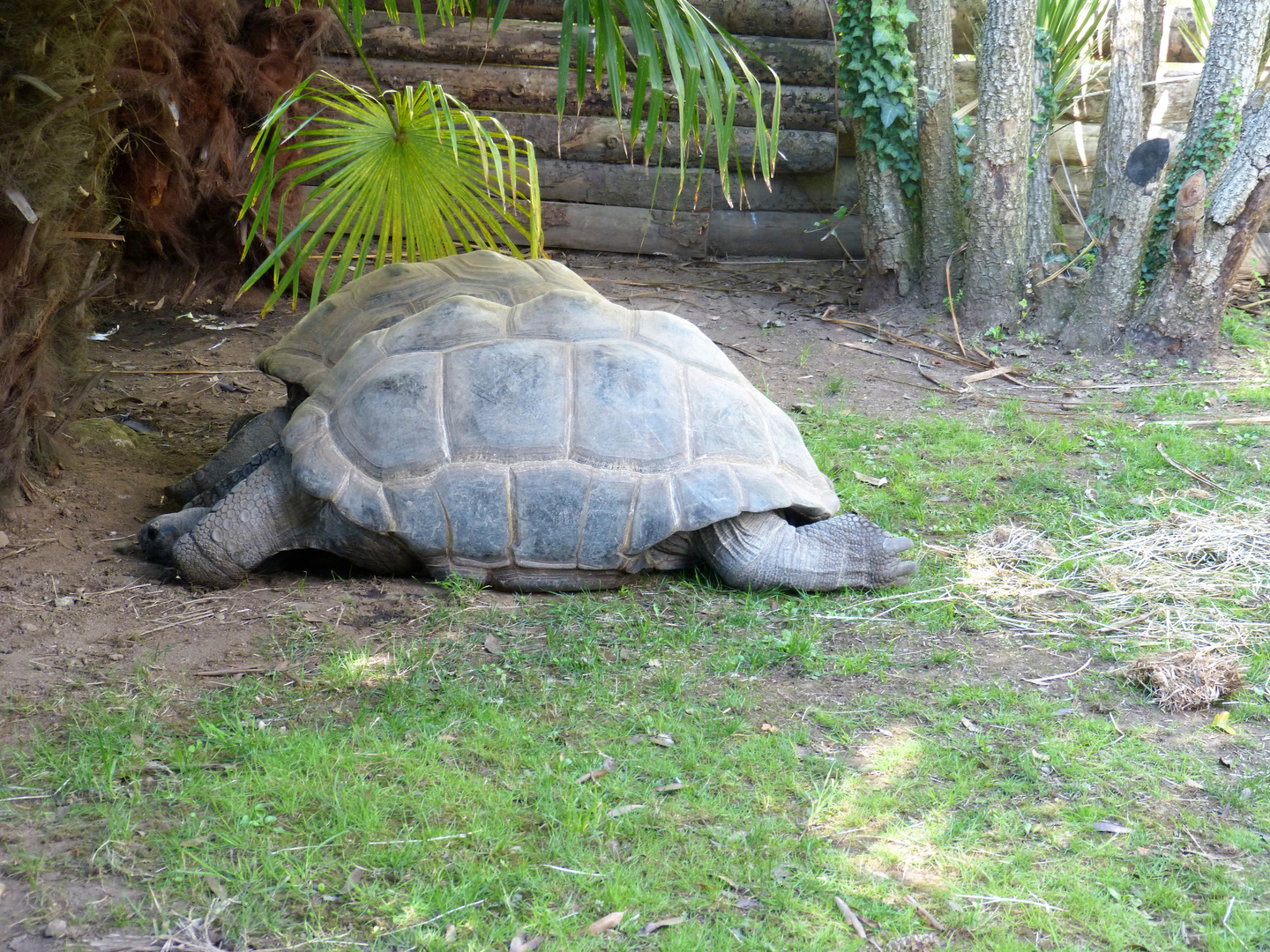 Tortues Géantes des Seychelles