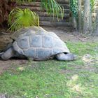 Tortues Géantes des Seychelles