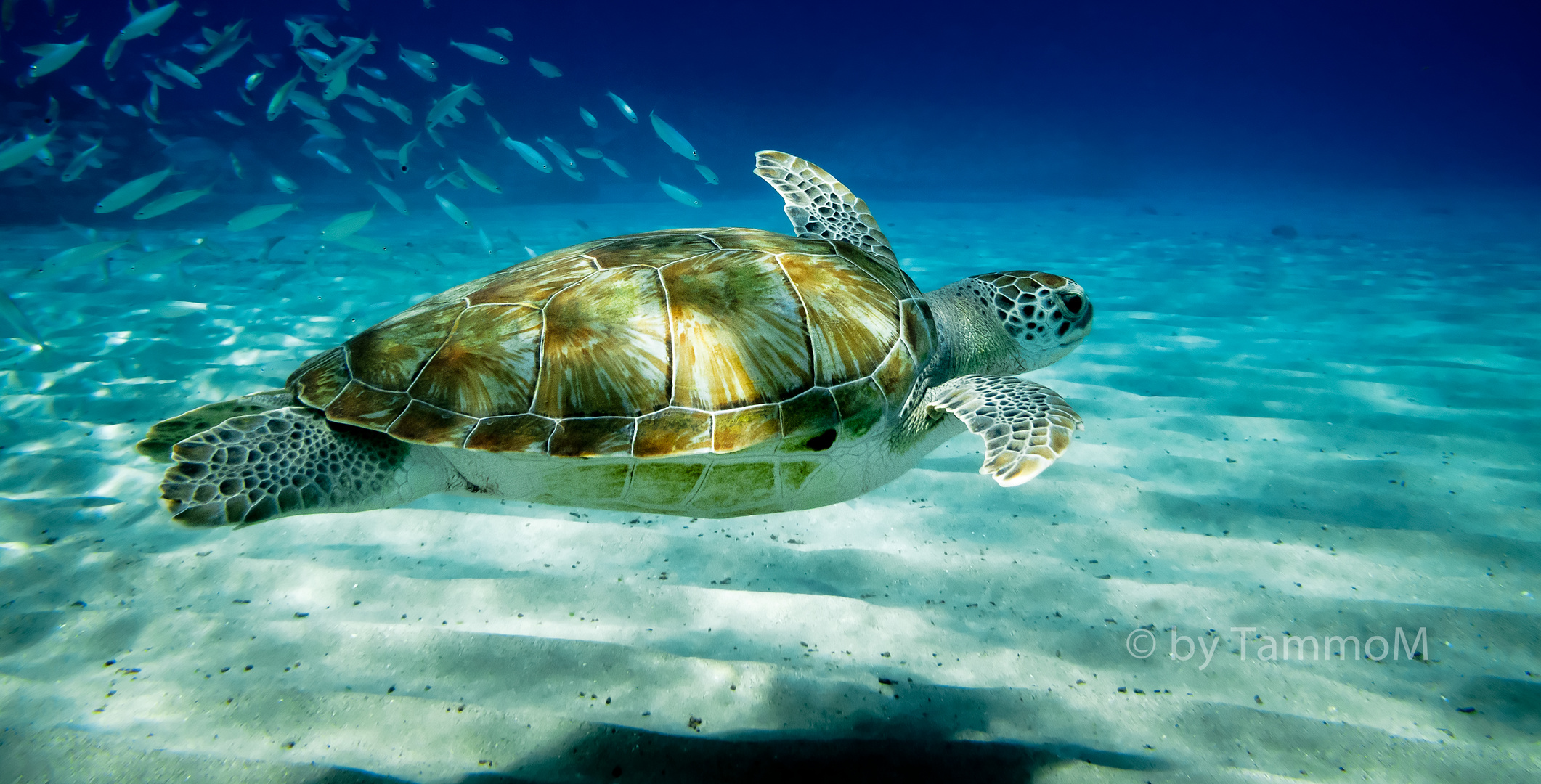 Tortuga Foto & Bild natur, wildlife, dive Bilder auf