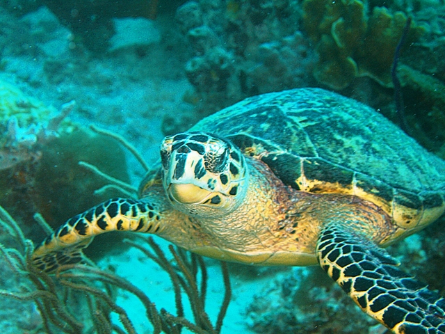 Tortuga Carey, Los Roques, Venezuela