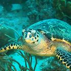 Tortuga Carey, Los Roques, Venezuela