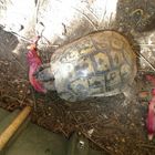 Tortuga comiendo una flor de hibiscu