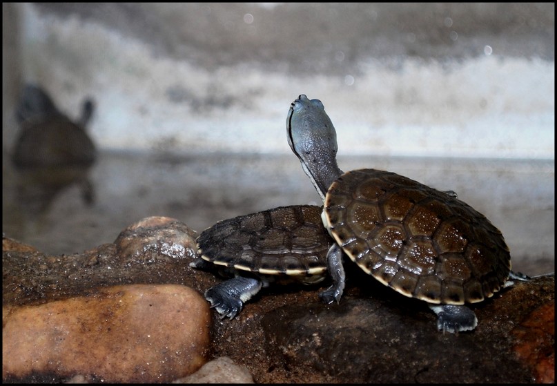 tortuga en acuario zoo cordoba