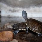 tortuga en acuario zoo cordoba