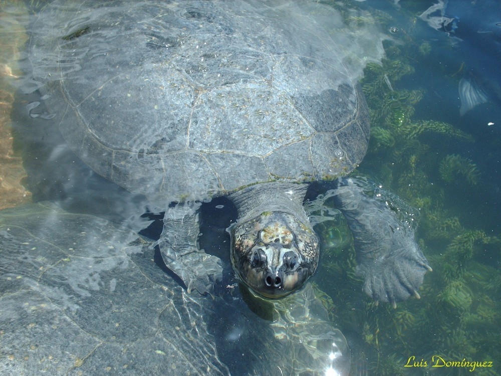 Tortuga en la laguna