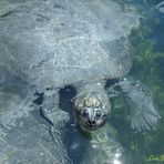 Tortuga en la laguna