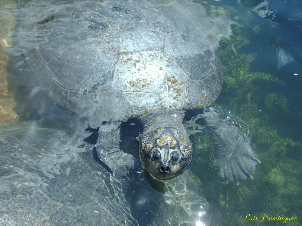 Tortuga en la laguna