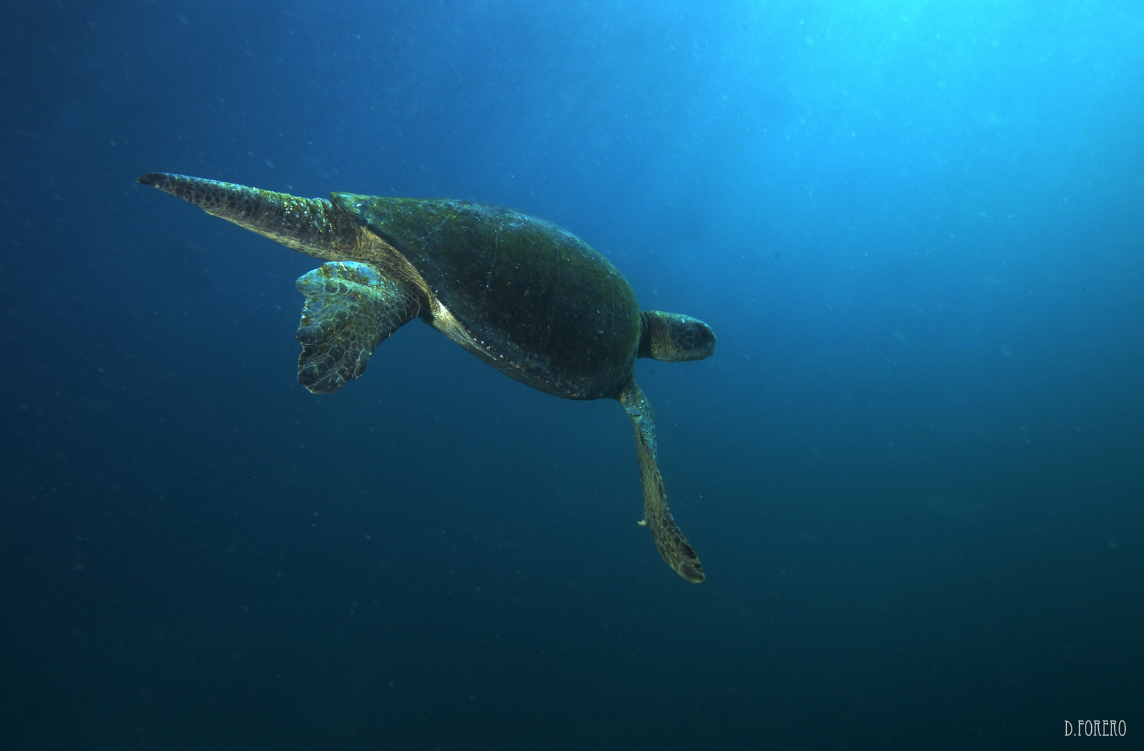 Tortuga verde de galapagos