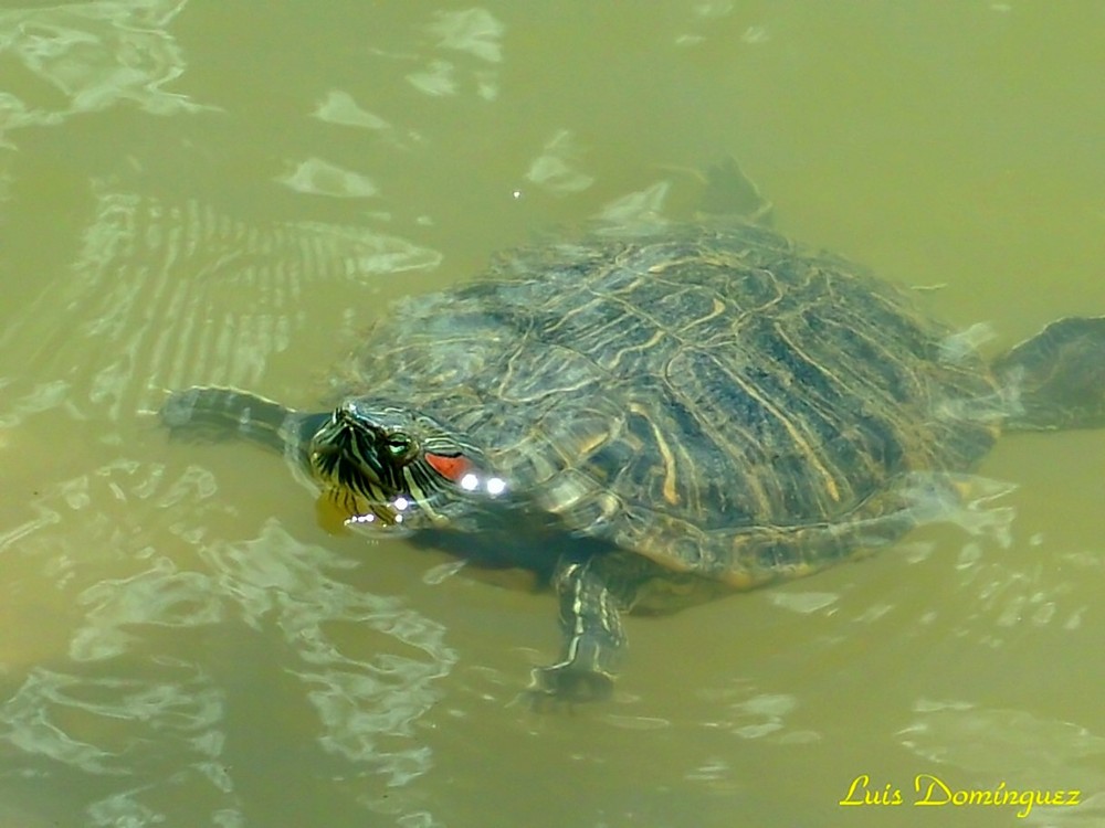 Tortugas Acuáticas