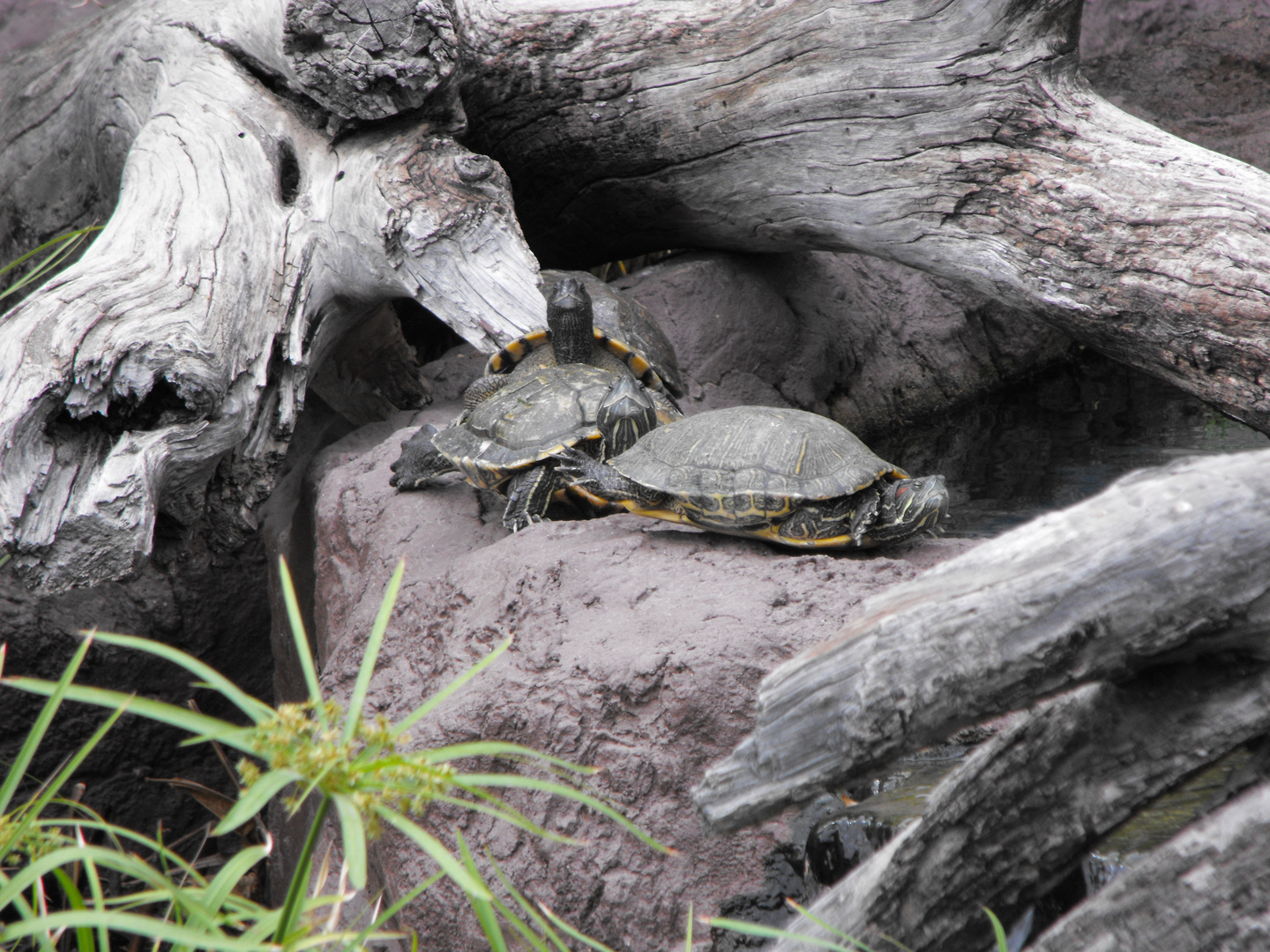 tortugas al sol