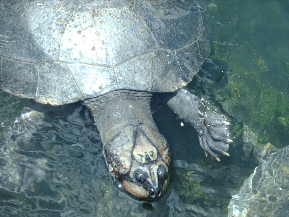 Tortugas de agua dulce