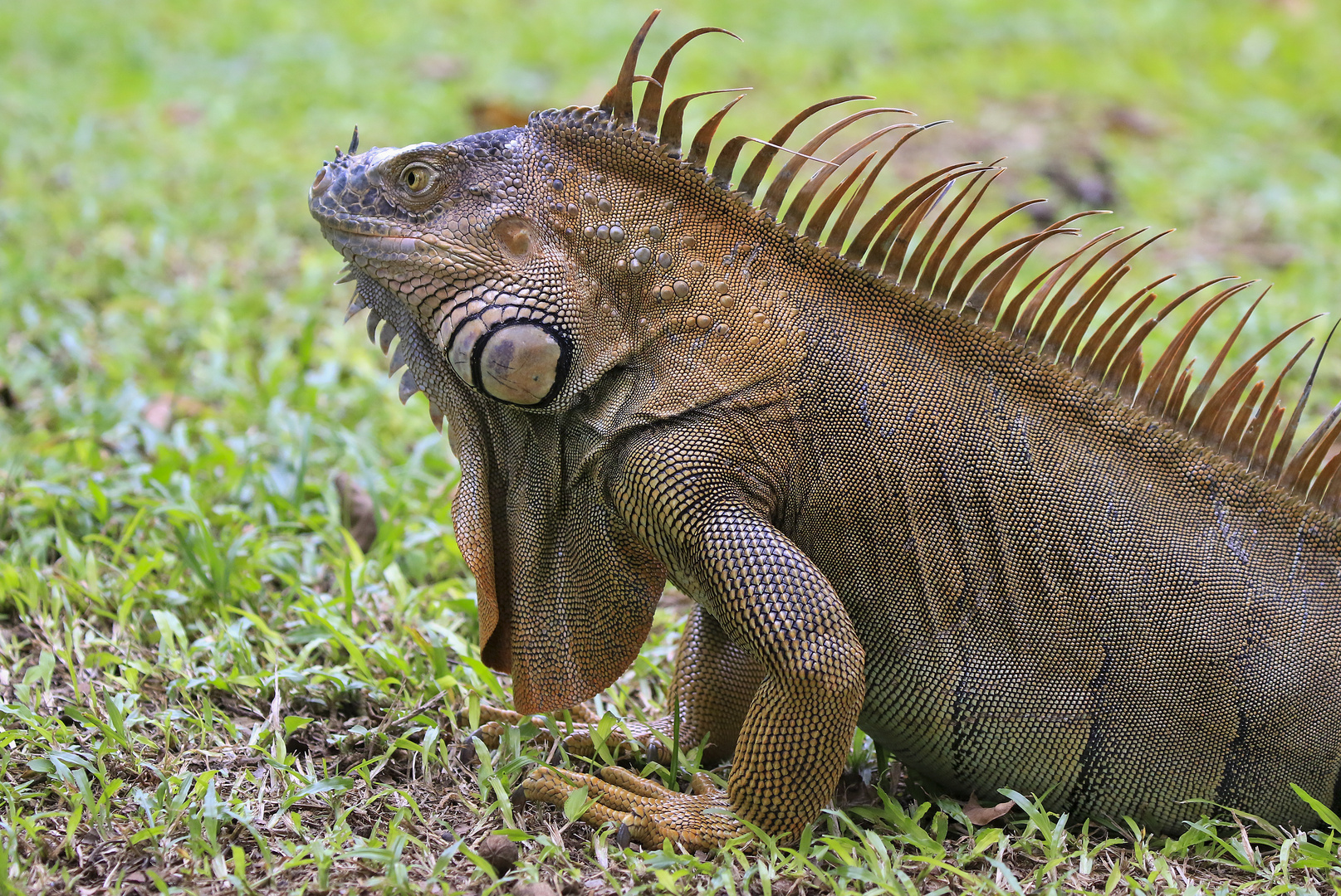 Tortuguero