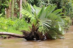 Tortuguero Nationalpark