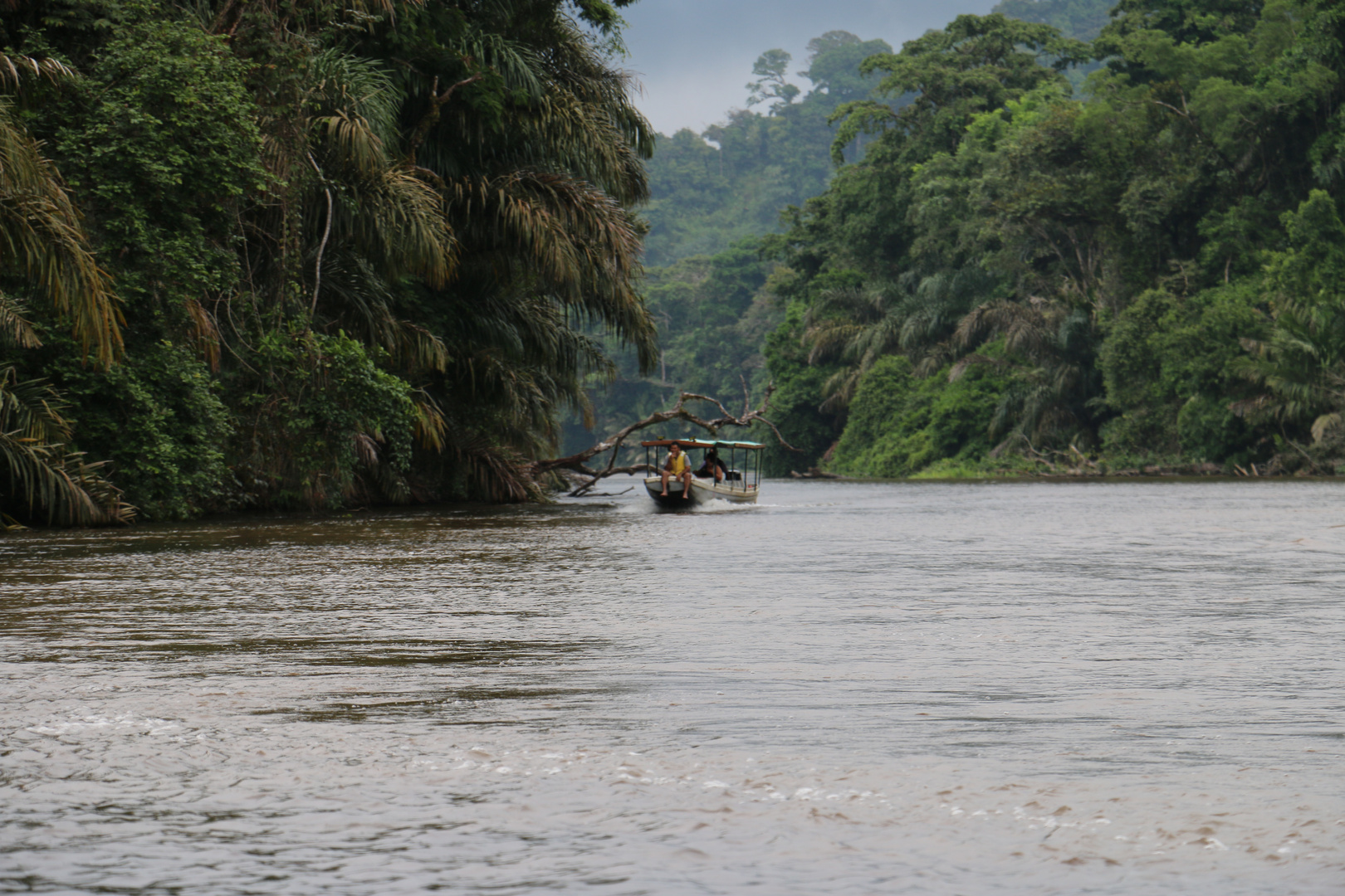 Tortuguero Nationalpark in Costa Rica