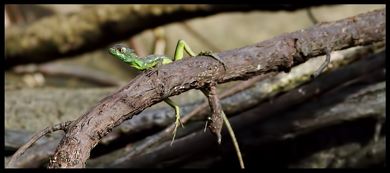 Tortuguero NP